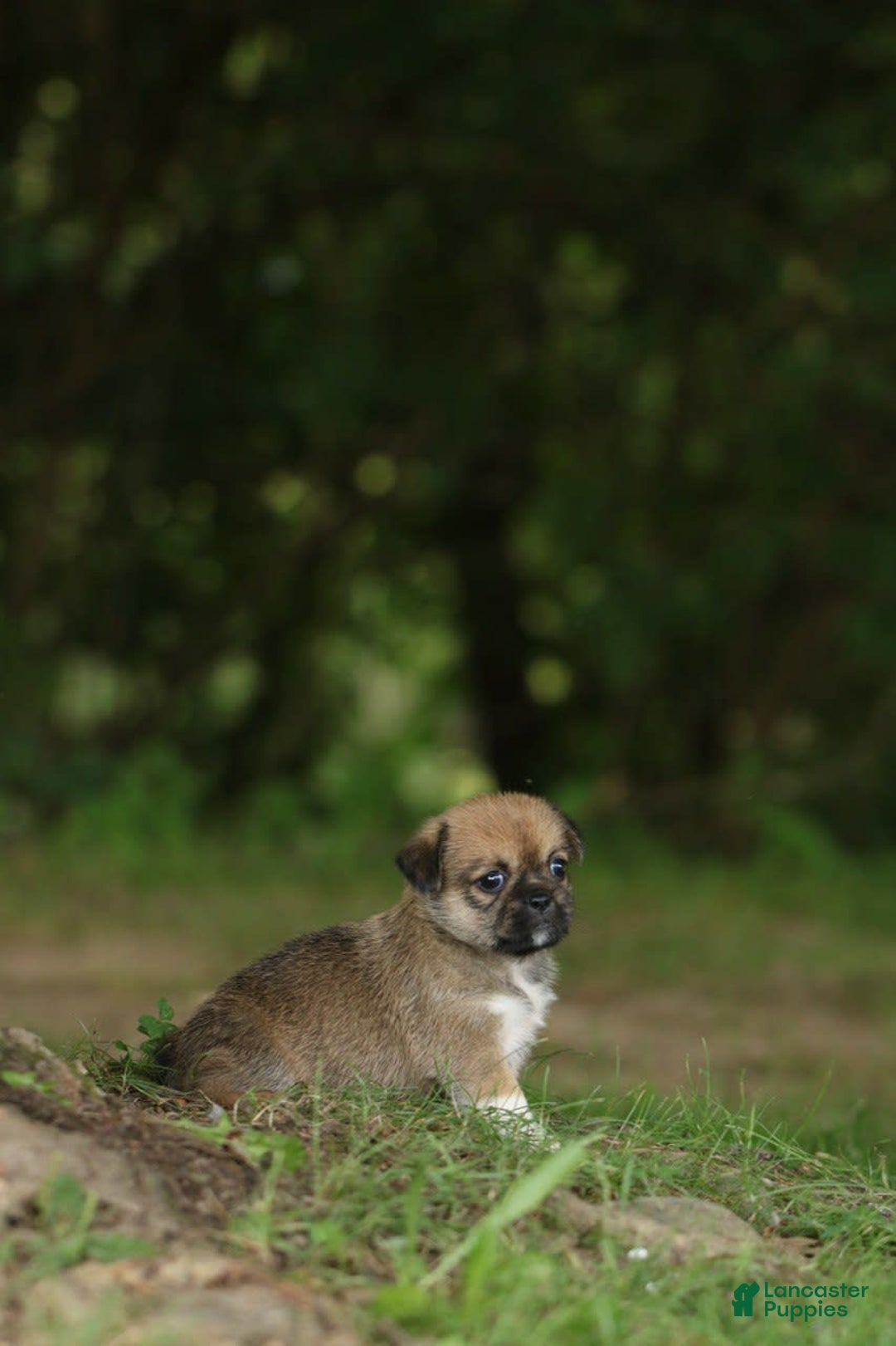 Shih Tzu dogs for sale: Roxie - Image 4