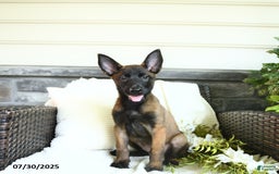 Belgian Malinois dogs for sale: Aspen - Image 3