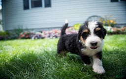 Bernedoodle dogs for sale: Ranger - Image 11