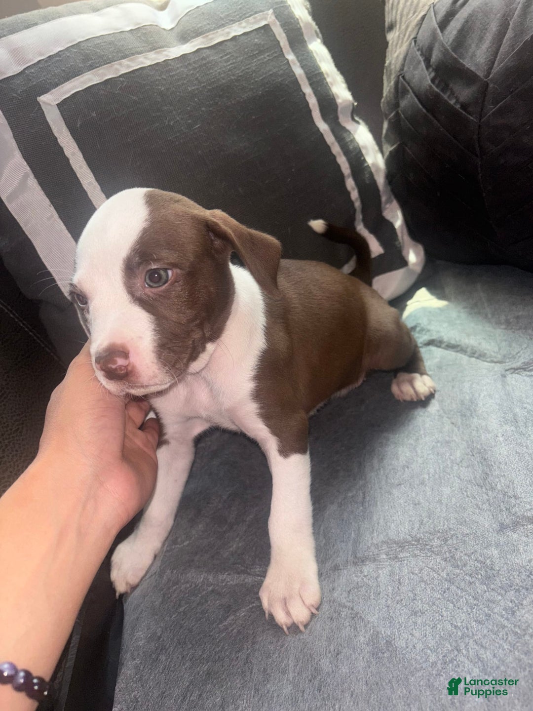 American Bully dogs for sale: Sweetums - Image 3