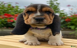 Basset Hound dogs for sale: Sadie - Image 13