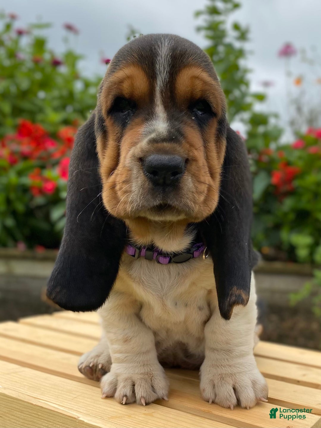 Basset Hound dogs for sale: Sadie - Image 13