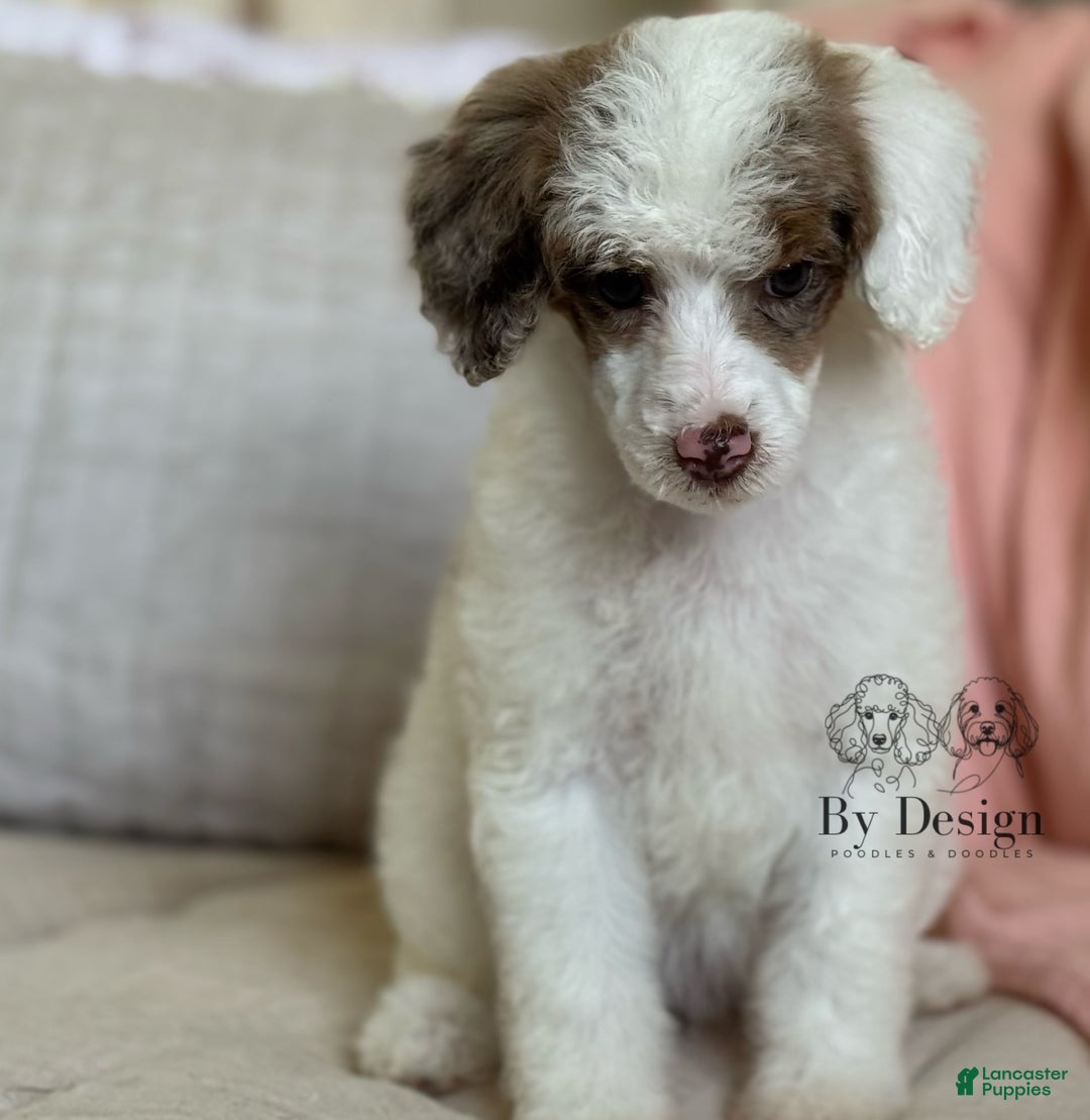 Standard Poodle dogs for sale: Addy Chocolate Tri Merle Parti - Image 7