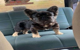 French Bulldog dogs for sale: Bear - Image 4