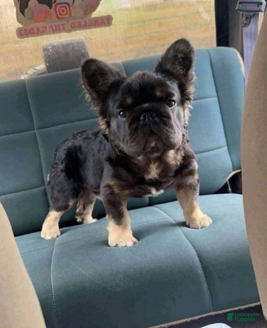 French Bulldog dogs for sale: Bear - Image 4