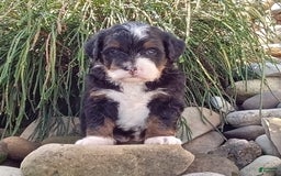 Mini Bernedoodle dogs for sale: Oakley - Image 26