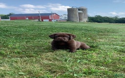 Labrador Retriever dogs for sale: Gunner - Image 4