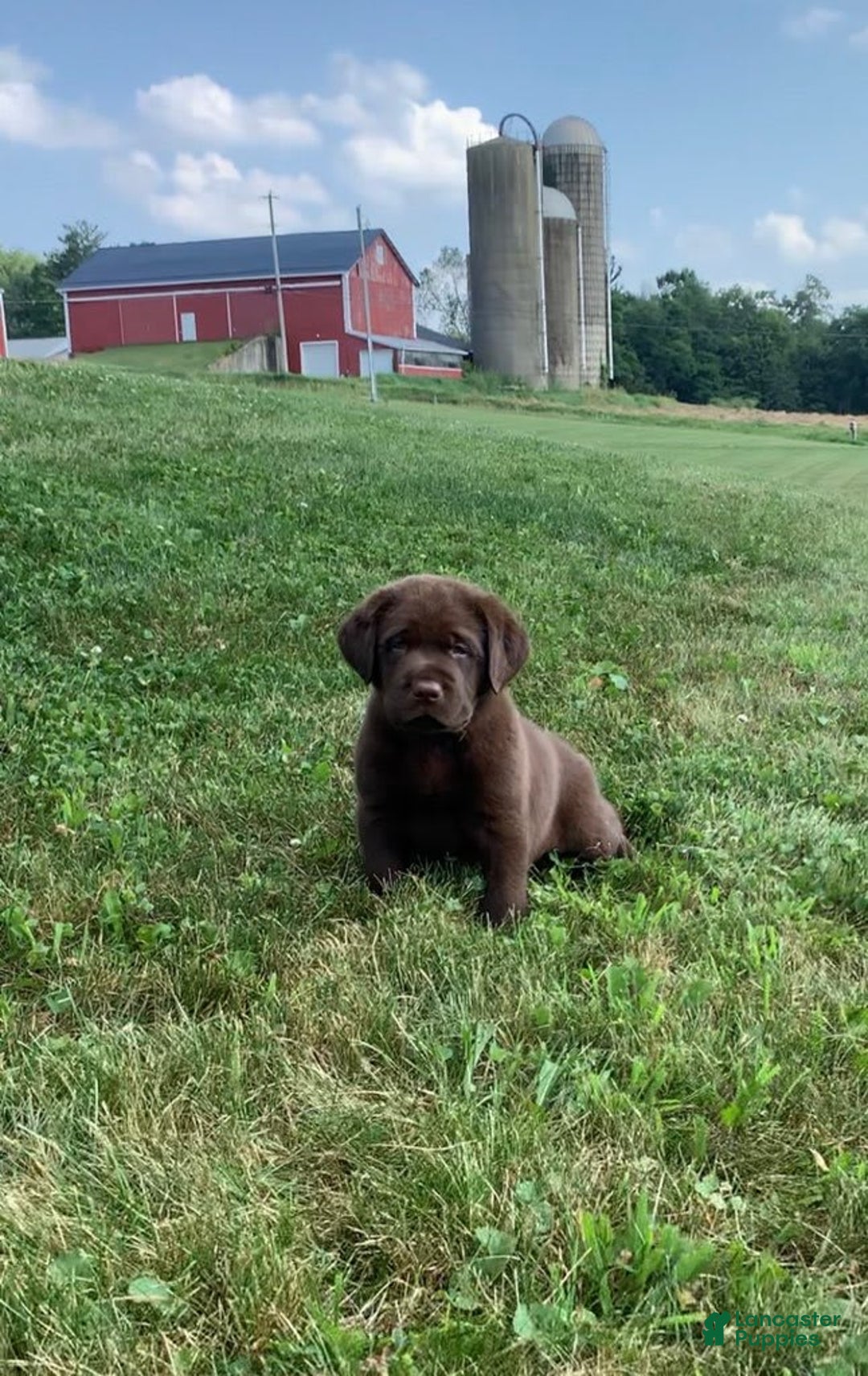 Labrador Retriever dogs for sale: Gunner - Image 4