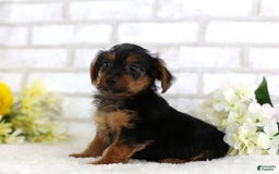 Yorkshire Terrier dogs for sale: Brody - Image 3