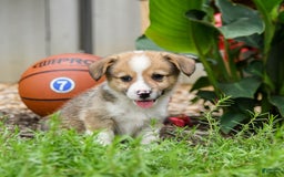 Welsh Corgi Pembroke dogs for sale: Cash - Image 5