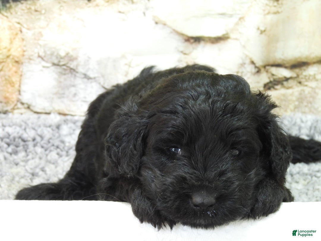 Portuguese Water Dog dogs for sale: Sunny - Image 8