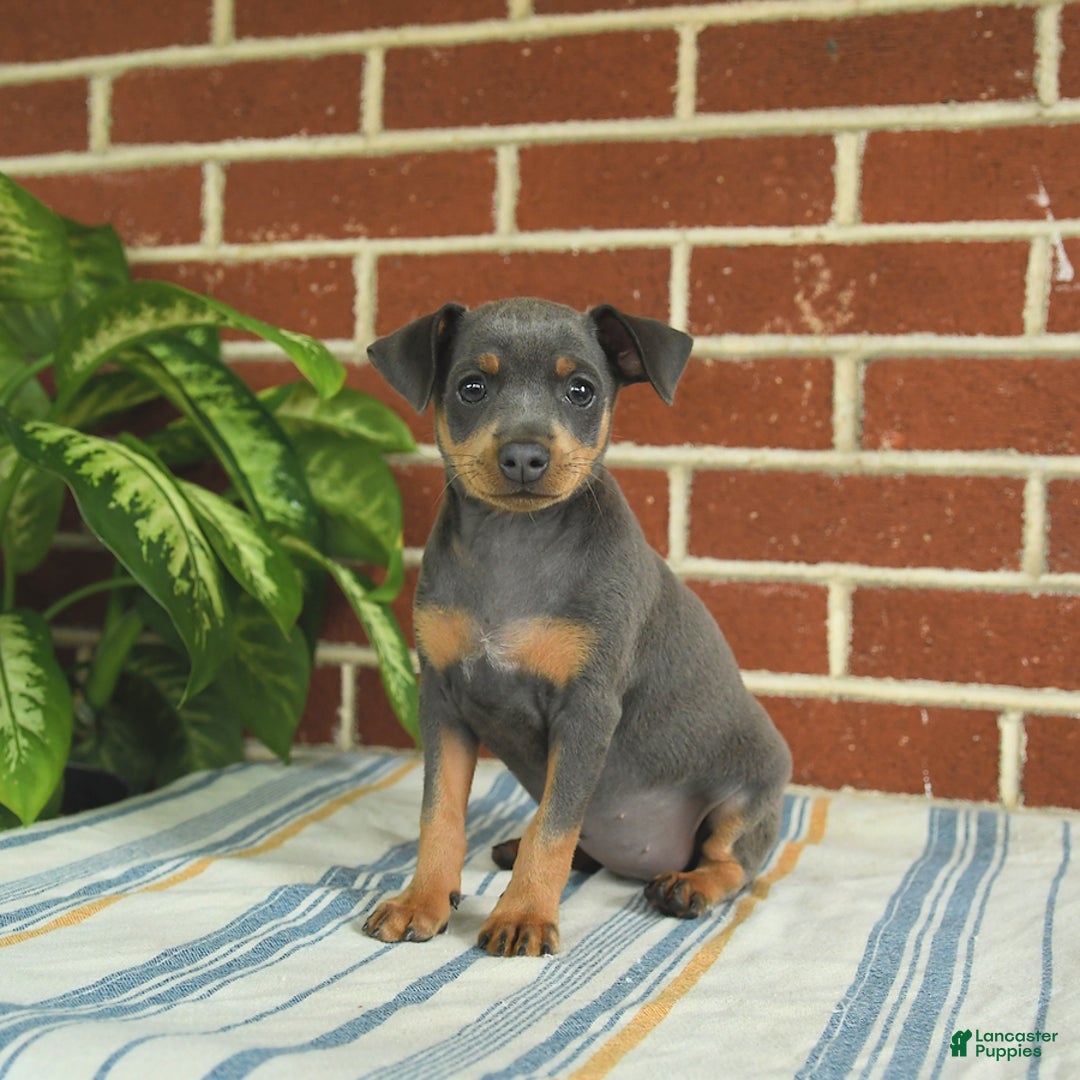 Miniature Pinscher dogs for sale: Josie - Image 5