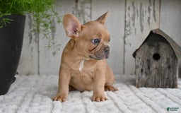 French Bulldog dogs for sale: Buster - Image 8