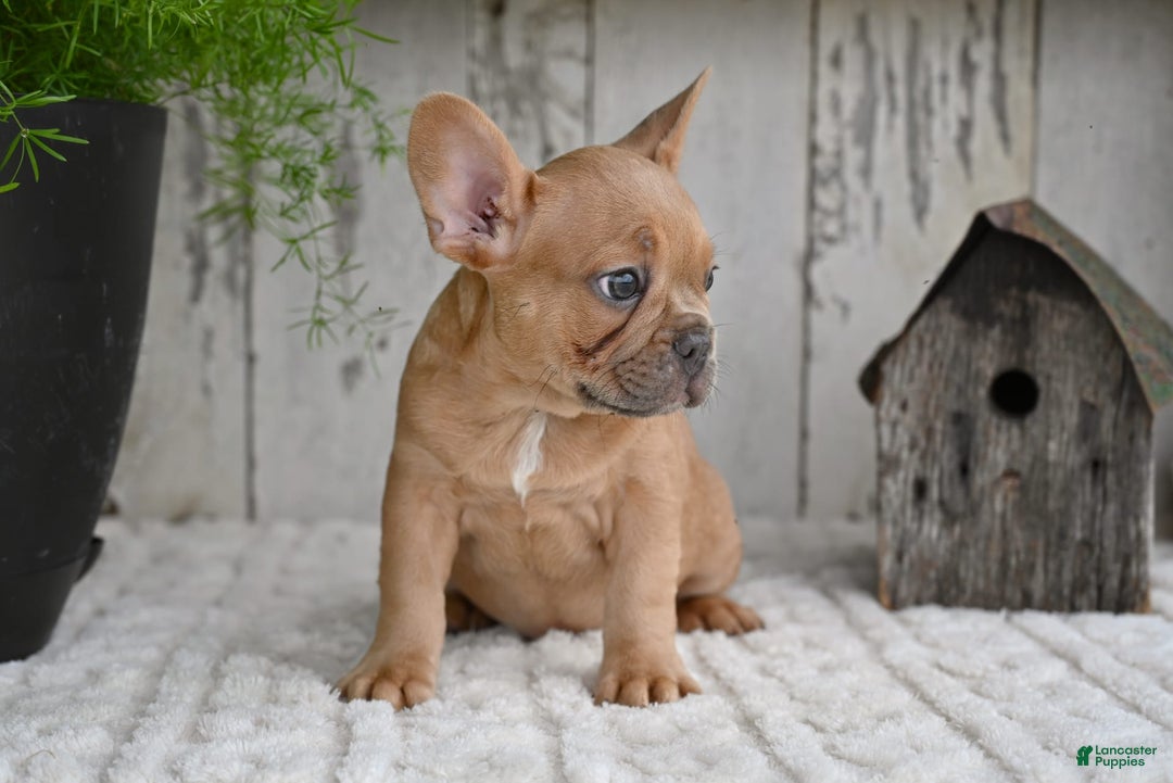 French Bulldog dogs for sale: Buster - Image 8