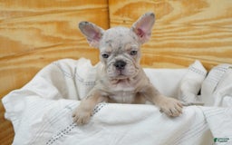 French Bulldog dogs for sale: Luna - Image 2