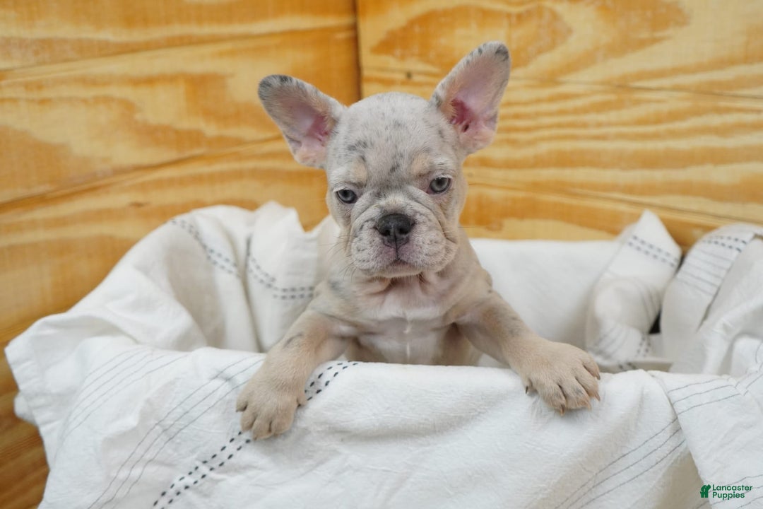 French Bulldog dogs for sale: Luna - Image 2