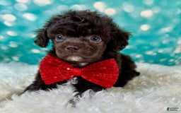 Toy Poodle dogs for sale: Lil Joey! - Image 1