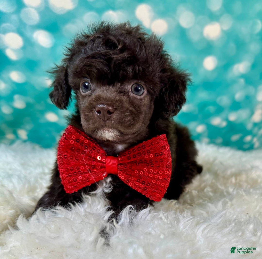 Toy Poodle dogs for sale: Lil Joey! - Image 1