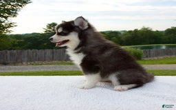 Pomsky dogs for sale: Libby - Image 6