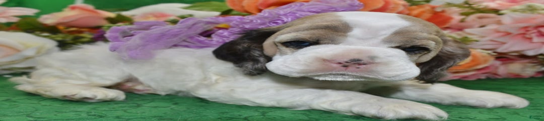 Akcarielsablepartimerleblueeyescockerpuppy
