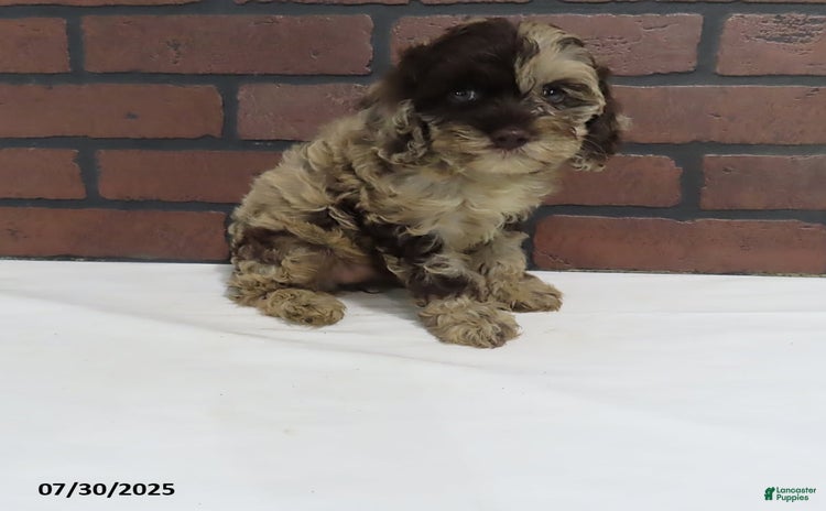 Cockapoo dogs for sale - Ad 1