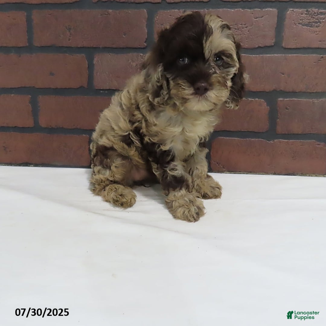 Cockapoo dogs for sale: Teresa - Image 1