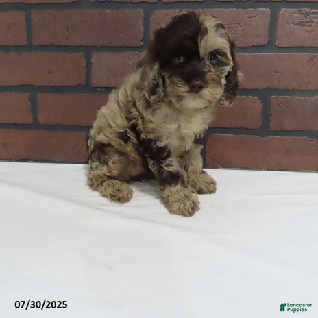 Cockapoo dogs for sale - Ad 1