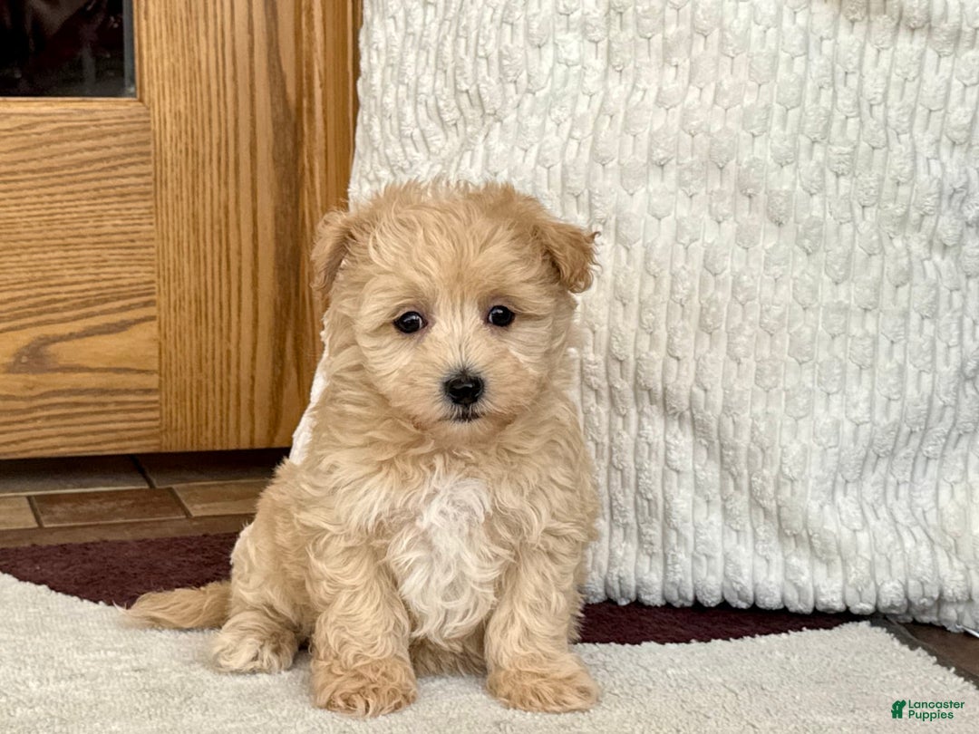 Maltipoo dogs for sale: Jerry - Image 2