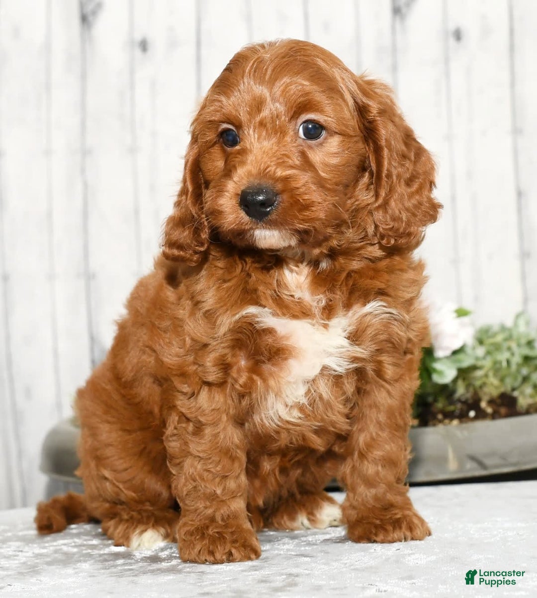 Cavapoo dogs for sale: Tommy - Image 9