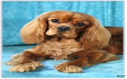 Cavapoo dogs for sale: Lexy - Image 6