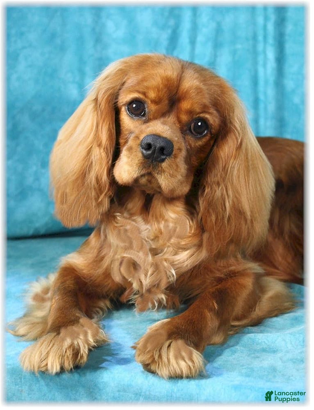 Cavapoo dogs for sale: Lexy - Image 6