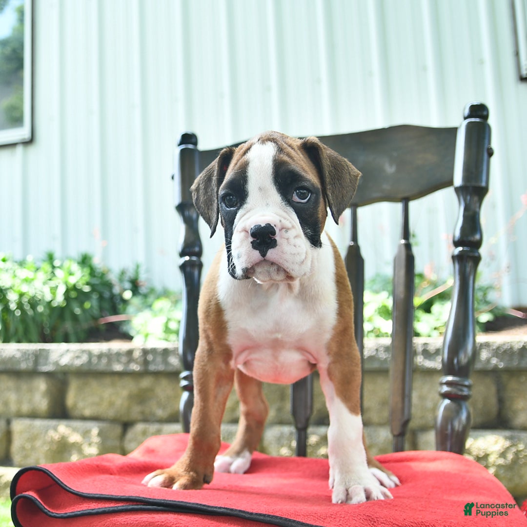 Boxer dogs for sale: Flynn - Image 8