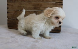 Teddy Bear dogs for sale: Katy - Image 6
