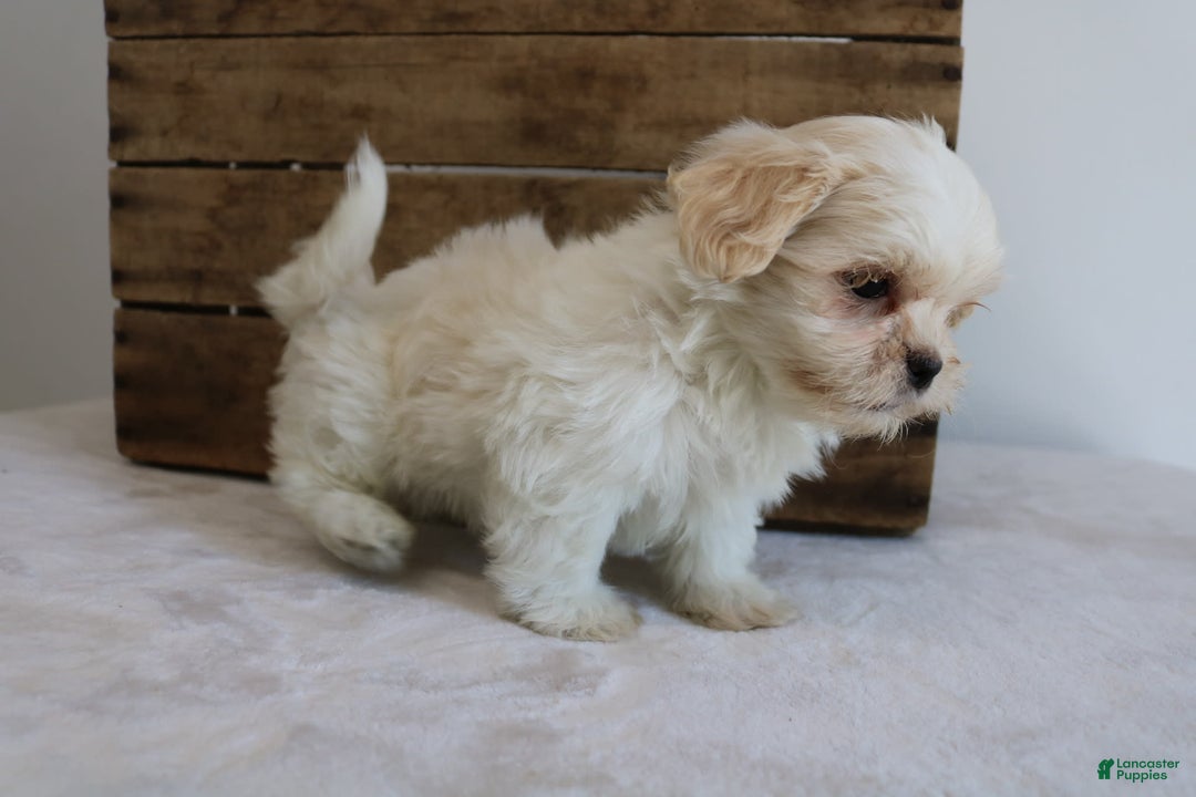 Teddy Bear dogs for sale: Katy - Image 6