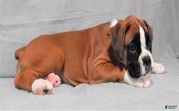 Boxer dogs for sale: Catie - Image 4