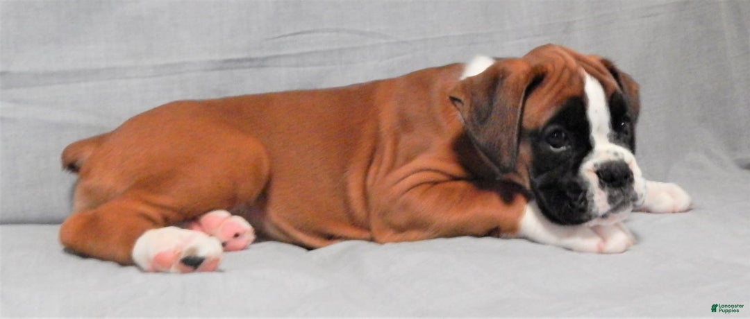 Boxer dogs for sale: Catie - Image 4