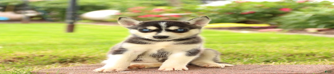 Tura