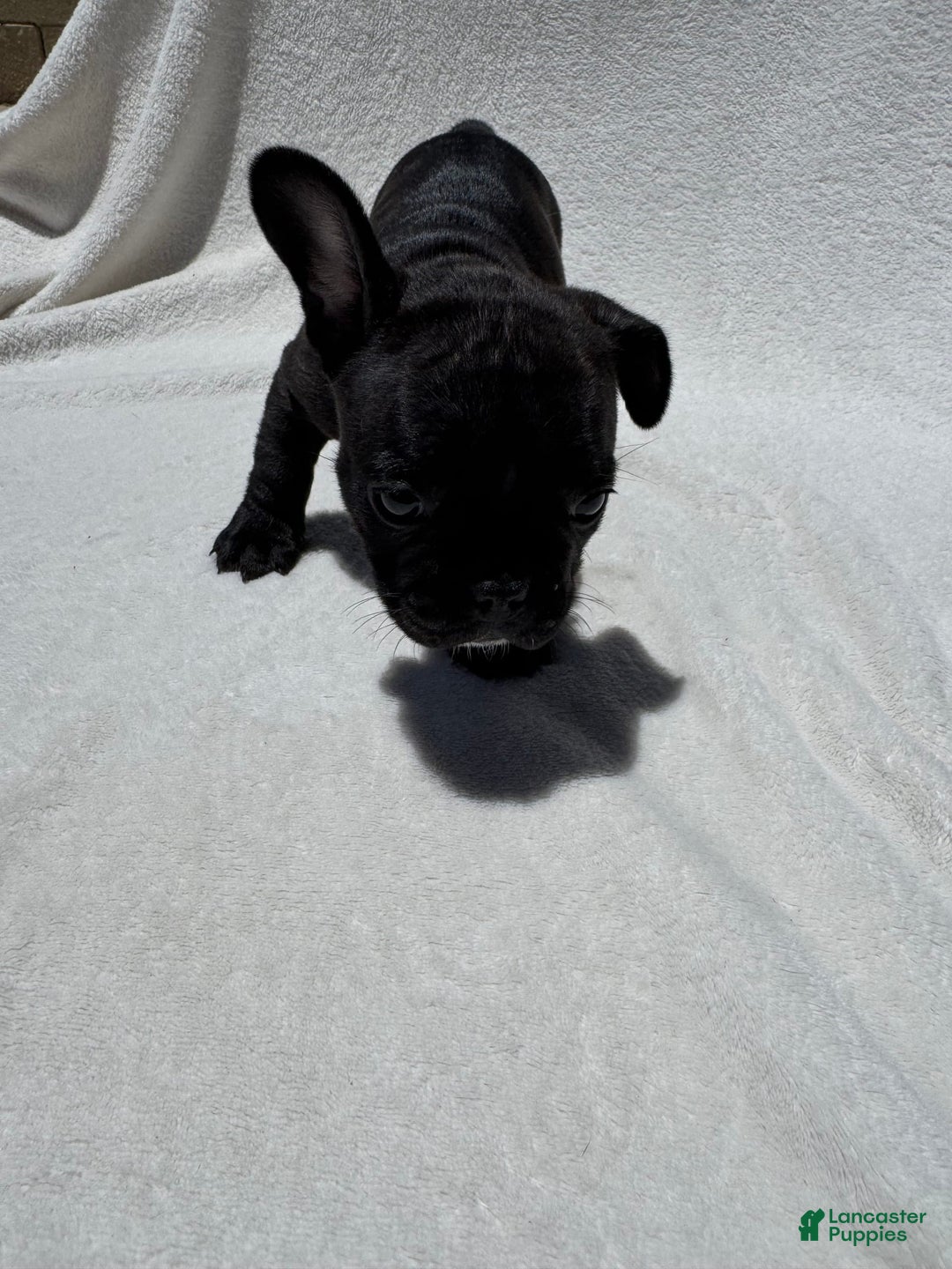 French Bulldog dogs for sale: Bb - Image 2
