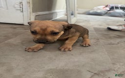 South African Boerboels dogs for sale: Nova - Image 12