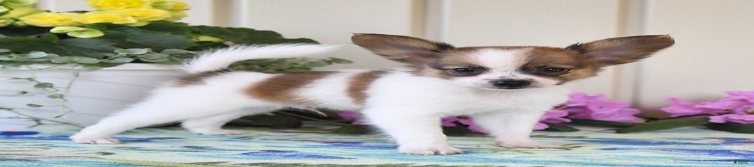 Cosmo