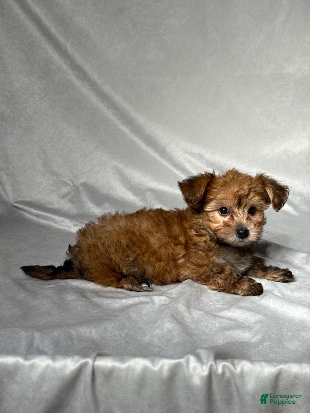 Bichpoo dogs for sale: Archie - Image 4