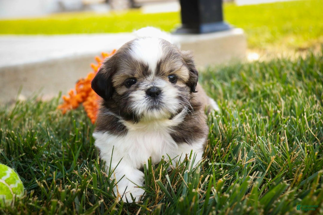 Shih Tzu dogs for sale: Beau - Image 3