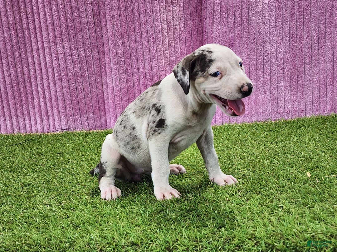Catahoula Leopard Dog dogs for sale: Tess 2025 Female 6 - Image 8