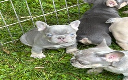 French Bulldog dogs for sale: Waylen - Image 6