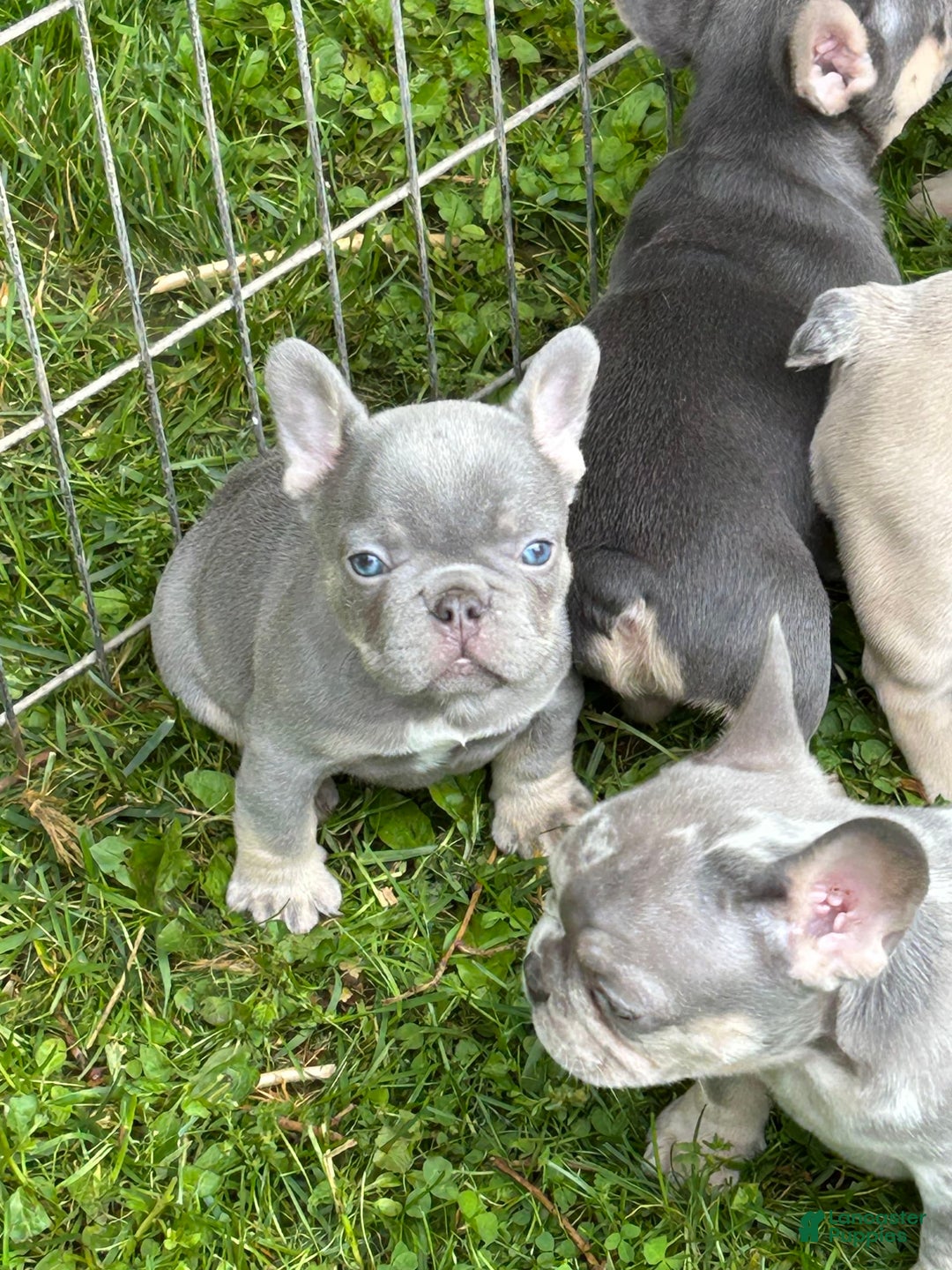 French Bulldog dogs for sale: Waylen - Image 6