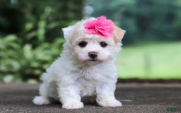 Havanese dogs for sale: Lexi - Image 9