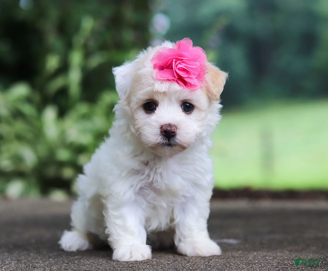 Havanese dogs for sale: Lexi - Image 9