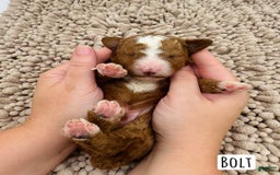Mini Goldendoodle dogs for sale: Petite Bolt - Image 9