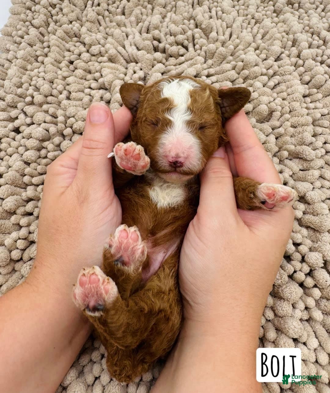 Mini Goldendoodle dogs for sale: Petite Bolt - Image 9