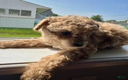 Toy Poodle dogs for sale: Toy Poodle 3 puppies - Image 2